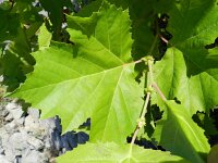 Platanus hispanica 10, Plataan, Saxifraga-Rutger Barendse