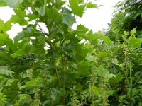 Platanus hispanica 2, Plataan, Saxifraga-Rutger Barendse