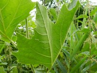 Platanus hispanica 4, Plataan, Saxifraga-Rutger Barendse