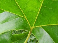 Platanus hispanica 5, Plataan, Saxifraga-Rutger Barendse