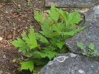 Platanus hispanica 9, Plataan, Saxifraga-Rutger Barendse