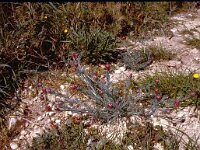 Platycapnos spicata 2, Saxifraga-Rutger Barendse