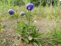 Platycodon grandiflorus 5, Ballonklokje, Saxifraga-Rutger Barendse