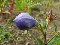 Platycodon grandiflorus 6, Ballonklokje, Saxifraga-Rutger Barendse
