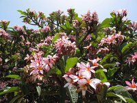 Plumeria rubra 2, Tempelboom, Saxifraga-Bart Vastenhouw
