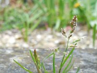 Poa annua 11, Straatgras, Saxifraga-Ed Stikvoort