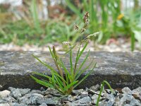Poa annua 17, Straatgras, Saxifraga-Ed Stikvoort