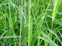 Poa chaixii 2, Bergbeemdgras, Saxifraga-Rutger Barendse