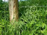 Poa chaixii 3, Bergbeemdgras, Saxifraga-Rutger Barendse