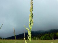 Poa chaixii 6, Bergbeemdgras, Saxifraga-Ed Stikvoort : 12 juni 2024 Col du Béal en richting Chamazel