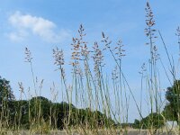 Poa compressa 2, Plat beemdgras, Saxifraga-Rutger Barendse