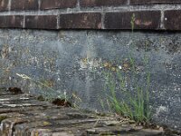 Poa compressa 6, Plat beemdgras, Saxifraga-Ed Stikvoort : Deventer A900
