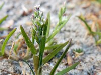 Poa infirma 2, Vroeg beemdgras, Saxifraga-Ed Stikvoort