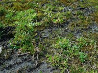 Poa infirma 4, Vroeg beemdgras, Saxifraga-Ed Stikvoort