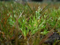 Poa infirma 7, Vroeg beemdgras, Saxifraga-Ed Stikvoort