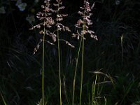 Poa pratensis ssp angustifolia 15, Smal beemdgras, Saxifraga-Ed Stikvoort