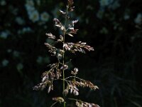 Poa pratensis ssp angustifolia 17, Smal beemdgras, Saxifraga-Ed Stikvoort