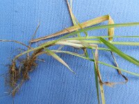 Poa pratensis ssp latifolia 11, Saxifraga-Rutger Barendse