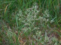 Poa pratensis ssp pratensis 18, Veldbeemdgras, Saxifraga-Ed Stikvoort