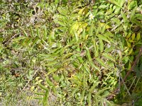 Podranea ricasoliana 2, Saxifraga-Rutger Barendse