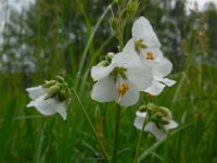 Polemonium caeruleum 15, Jakobsladder, Saxifraga-Ed Stikvoort
