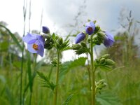 Polemonium caeruleum 16, Jakobsladder, Saxifraga-Ed Stikvoort
