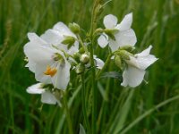 Polemonium caeruleum 17, Jakobsladder, Saxifraga-Ed Stikvoort