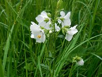 Polemonium caeruleum 18, Jakobsladder, Saxifraga-Ed Stikvoort
