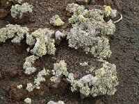 Polycarpaea divaricata 6, Saxifraga-Hans Grotenhuis