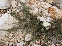 Polycnemum verrucosum 2, Saxifraga-Jasenka Topic