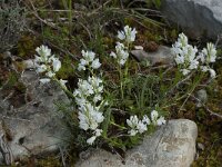 Polygala calcarea 10, Saxifraga-Willem van Kruijsbergen