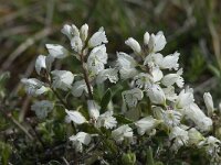 Polygala calcarea 12, Saxifraga-Willem van Kruijsbergen