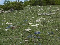 Polygala calcarea 14, Saxifraga-Willem van Kruijsbergen