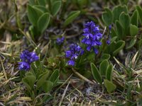 Polygala calcarea 16, Saxifraga-Harry Jans