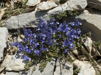 Polygala calcarea 2, Saxifraga-Jan van der Straaten