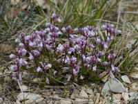 Polygala calcarea 6, Saxifraga-Willem van Kruijsbergen