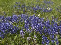 Polygala calcarea 7, Saxifraga-Jan van der Straaten