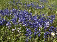 Polygala calcarea 8, Saxifraga-Jan van der Straaten