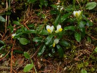 Polygala chamaebuxus 11, Saxifraga-Ed Stikvoort
