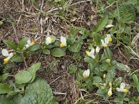 Polygala chamaebuxus 20, Saxifraga-Willem van Kruijsbergen