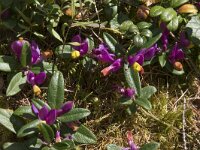 Polygala chamaebuxus 23, Saxifraga-Willem van Kruijsbergen