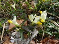 Polygala chamaebuxus 27, Saxifraga-Rutger Barendse