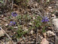 Polygala hohenackeriana