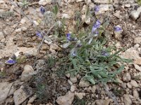 Polygala hohenackeriana 2, Saxifraga-Ed Stikvoort : Jerevan - Areni - Noravank s9900