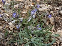 Polygala hohenackeriana 3, Saxifraga-Ed Stikvoort : Jerevan - Areni - Noravank s9900