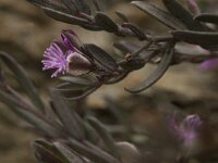 Polygala rupestris 5, Saxifraga-Willem van Kruijsbergen