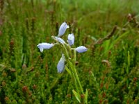 Polygala serpyllifolia 14, Liggende vleugeltjesbloem, Saxifraga-Ed Stikvoort : Col de la Loge en Sagne Bourrue en La Pigne s9900