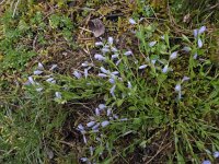 Polygala serpyllifolia 15, Liggende vleugeltjesbloem, Saxifraga-Ed Stikvoort : Dame de l'Hermitage Col de la Loge en Sagne Bourrue en La Pigne