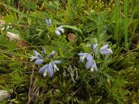 Polygala serpyllifolia 17, Liggende vleugeltjesbloem, Saxifraga-Ed Stikvoort : Pierre de Haute