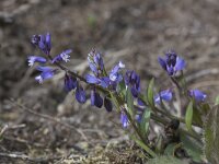 Polygala serpyllifolia 3, Liggende vleugeltjesbloem, Saxifraga-Mark Zekhuis